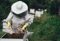 Около 55 000 са пчелните семействаРаботна среща за опазването на