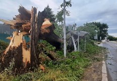 Голямо дърво падна върху автобусна спирка в ПловдивИнцидентът е станал тази вечер след буря в града предаде БГНЕС Спирката се намира в пловдивския