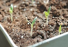 Цената на разсада за български зеленчуци е скочила драстично алармират