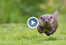 Кадрите се превърнаха в сензация в социалните мрежи Разгневена видра успя