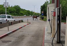 За безстопанствен кон който се разхожда по улиците в Русе съобщават