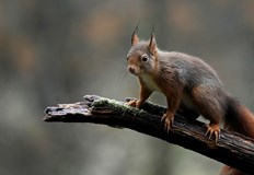 Нагряващата се планета принуждава животните да се преместят в по населени райони увеличавайки