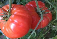 Румънската програма за подпомагане на производителите на домати доведе до
