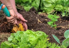 Това ще потисне развитието имУчените наричат това явление алелопатия