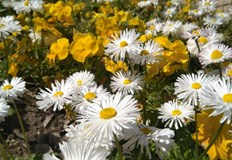 Термометрите ще покажат стойности около 30 градусаВ първата пълна майска