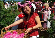 Прибирането на розов цвят започна с около 10 дни закъснение