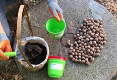 Подрежете розите и ги завържете към ограда или специална решеткаРазпръснете