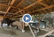 Двугърба камила е най новият обитател на зоокъта край Хаджидимовския манастир Животното
