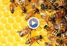 Проблемът с пръсканията на земеделските култури и опазването на пчелните