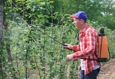 Решаващо условие е своевременното провеждане на мероприятията за борба с вредителите