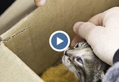 С пожарникарска стълба спасителният екип се изкачи до последните етажи