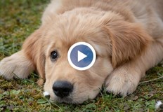 Случаят е записан от охранителна камераНепровокирана агресия към животно Зрител