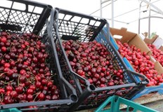 До дни се очакват череши от Гърция и Турция да