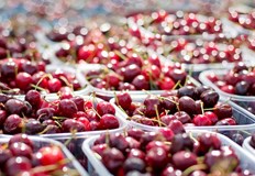 Продават гръцки двойно по скъпо в търговските веригиЦената на черешите се