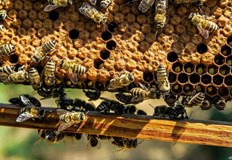 Той се отбелязва за пръв път през 2018 годинаОтбелязваме Международния