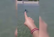 Делфин доплува до брега във Варна в Аспарухово и се