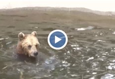 Мечките в парка в Белица се събудиха от зимен сън Те