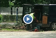 Какво се случва с някой дървета в Русе докато една