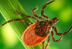 С какво са опасни кърлежитеКърлежите станаха по активни в редица региони