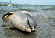 Три трупа са видени в близост до Морската гараЗа мъртви