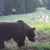 Мечка се разходи из Чепеларе, не я стреснаха нито пиратки, нито кучета