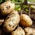 Производител: Българските картофи ще поскъпнат двойно тази година