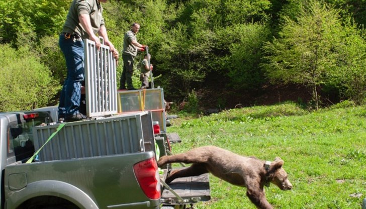 През лятото на 2021 година Хуба, Вихър и Горан бяха открити от екипа на РИОСВ – Смолян стресирани, уплашени и без майка