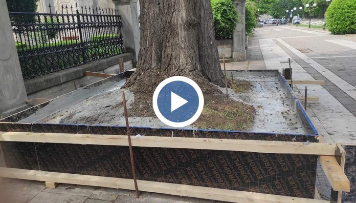 Бетонирано дърво предизвика множество негативни реакции сред русенци