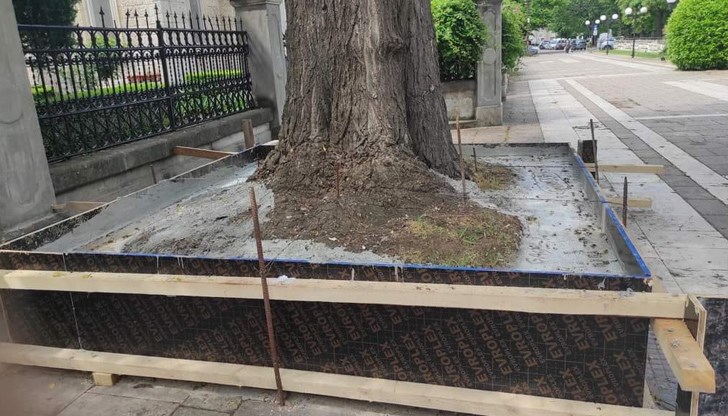 Критиката на депутатката от Дулово е насочена срещу общинските служители в Русе, които очевидно са се престарали в укрепването на дърво, част от проект на администрацията