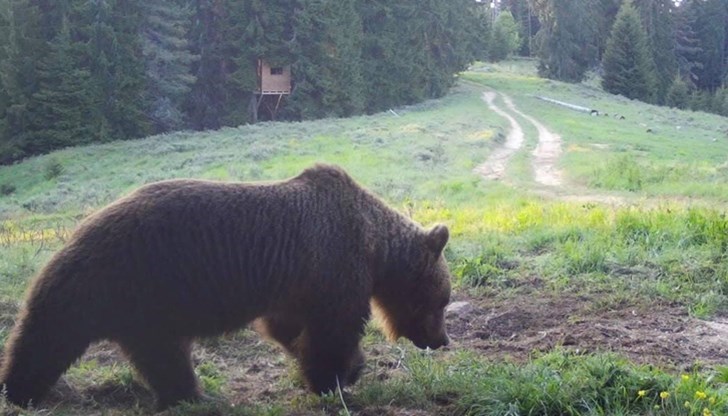 Според местните за първи път мечка се разхожда по улиците на града