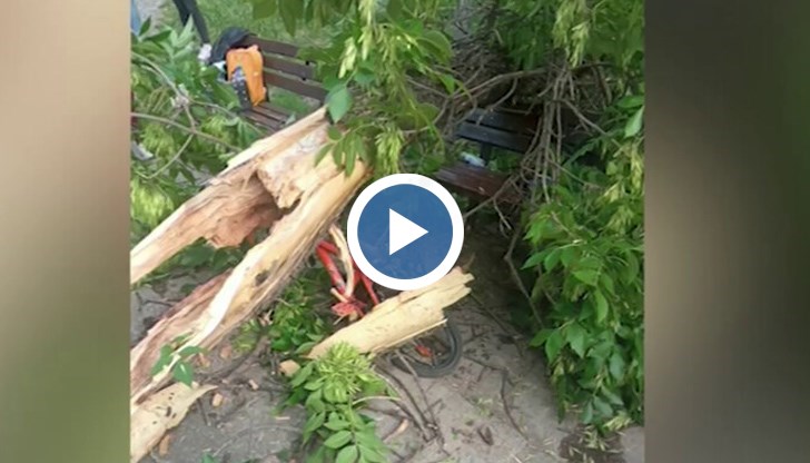 Дървото се стоварило върху детското колело на момченцето