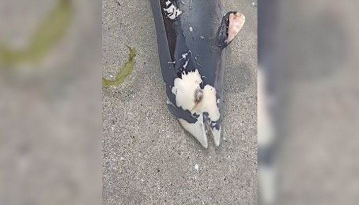 Застрашена ли е екологията в района?