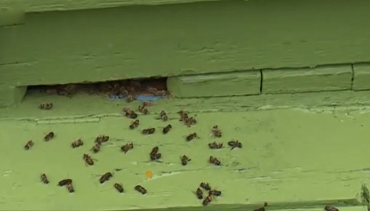 За това сигнализираха пчелари от региона