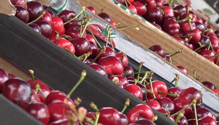 Родни череши и ягоди се появиха на Кооперативния пазар Родни череши и ягоди се появиха на Кооперативния пазар