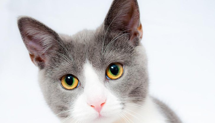 Често срещаните причини са бактериална или вирусна инфекция, поглъщане на чужд предмет, алергична реакция, котешка астма