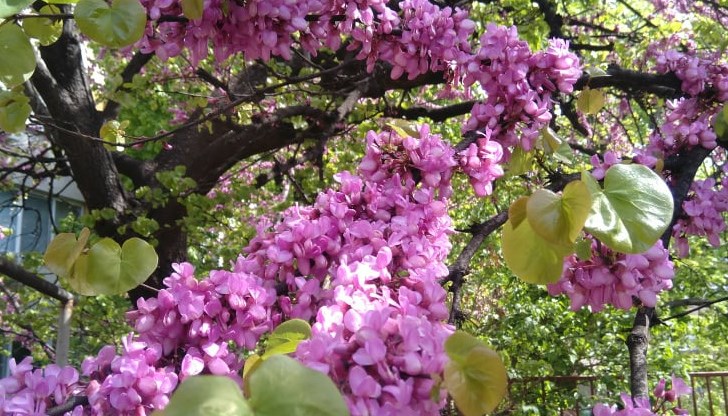 Максималните температури ще са между 21° и 26° Максималните температури ще са между 21° и 26°