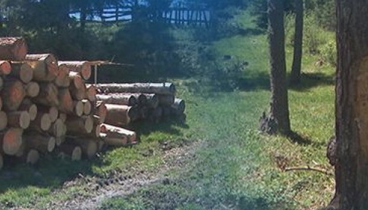 Преди дни контрольорите от Регионалната дирекция по горите намерили складирани в близост отсечените дървета