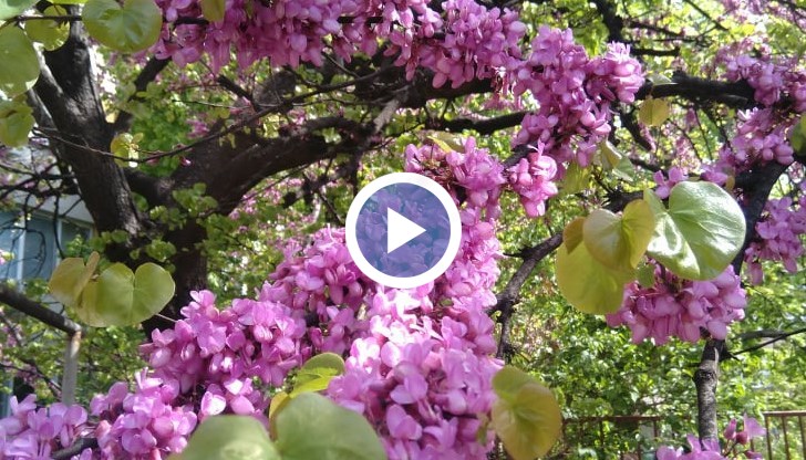 Бури с градушки в някои райони на България