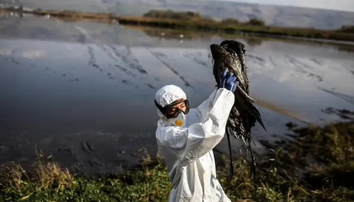Намерени са две мъртви птици – врабче и домашен бухал с установен птичи грип