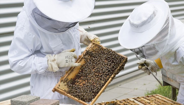 Биолозите преди са доказали, че пчелите са способни да извършват прости аритметични действия и да съпоставят числа със символи