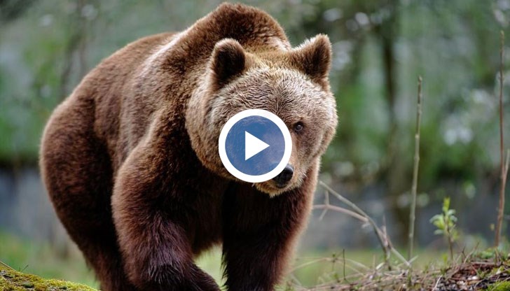 Хищникът се е изправил и на прозорец на къща