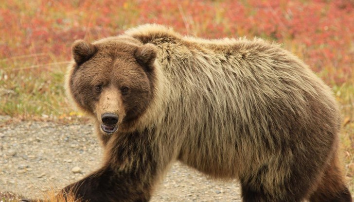 Служители на полицията в Аляска издирват мечката в района, който е затворен за всички видове отдих