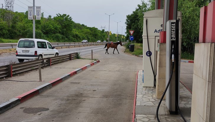 Първо е засечен на булевард "България", а малко по-късно е стигнал до КАТ