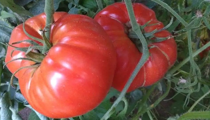Ръст на предлагането на домати румънско производство