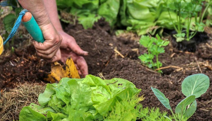 Това ще потисне развитието им