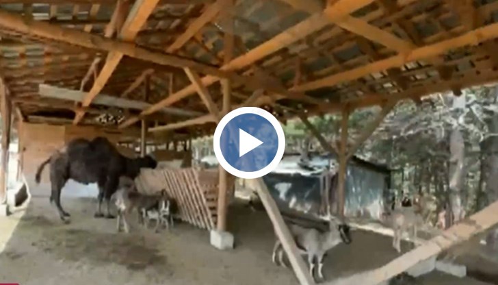 Животното съжителства с кози, сърни, пауни и други представители на фауната от целия свят