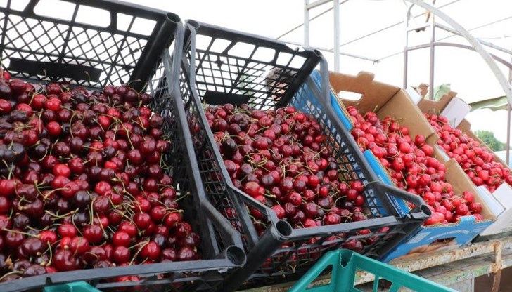 Овощарите искат спешни пазарни мерки от страната на държавата
