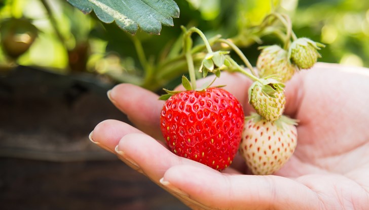 10 полезни причини да хапвате повече ягоди