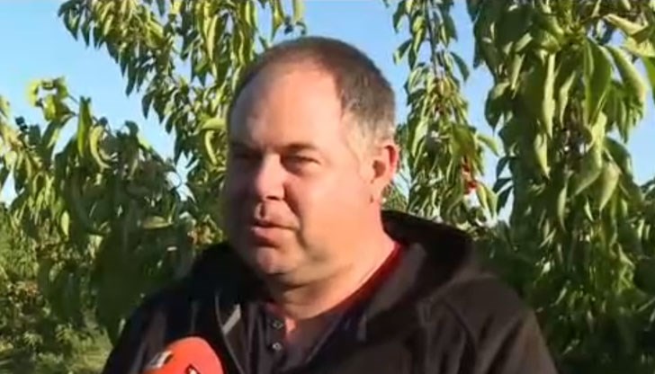 Реколтата тази година ще е с 50% по-малко от миналогодишния добив, заяви Сейнан Вейсал, който отглежда 130 дка череши в градината си в село Стамболово Реколтата тази година ще е с 50% по-малко от миналогодишния добив, заяви Сейнан Вейсал, който отглежда 130 дка череши в градината си в село Стамболово