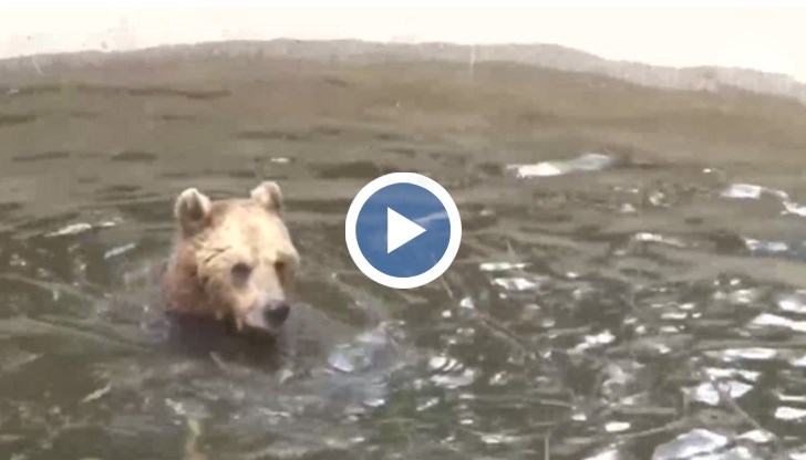 В момента текат ежегодните ветеринарни прегледи, които се извършват от специалисти от България и Германия